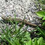 Jašterica krátkohlavá